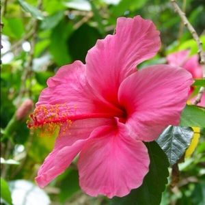 Meet your Posher, Diandra